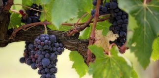 Desde La Rioja piden conocer los precios de la uva antes de vendimiar y que estén por encima de costes de producción uva tinta
