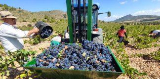 La vendimia alcanza su punto álgido esta semana en la DOP Jumilla DOP Jumilla