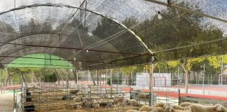 AGRAMA adjudica el 100% de los sementales presentados en la Subasta de San Clemente (Cuenca) ovejas manchegas