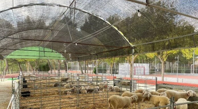 AGRAMA adjudica el 100% de los sementales presentados en la Subasta de San Clemente (Cuenca) ovejas manchegas