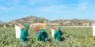 Denuncian una oleada de robos en los campos de alcachofa de la Vega Baja alicantina alcachofas