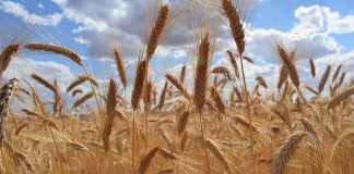 Confían en que cereal alcance precios máximos en mayo y junio y se estabilice campo cereales