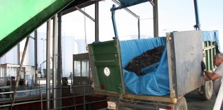 La cosecha de uva en El Toboso (Toledo) será un 30% menor que la anterior