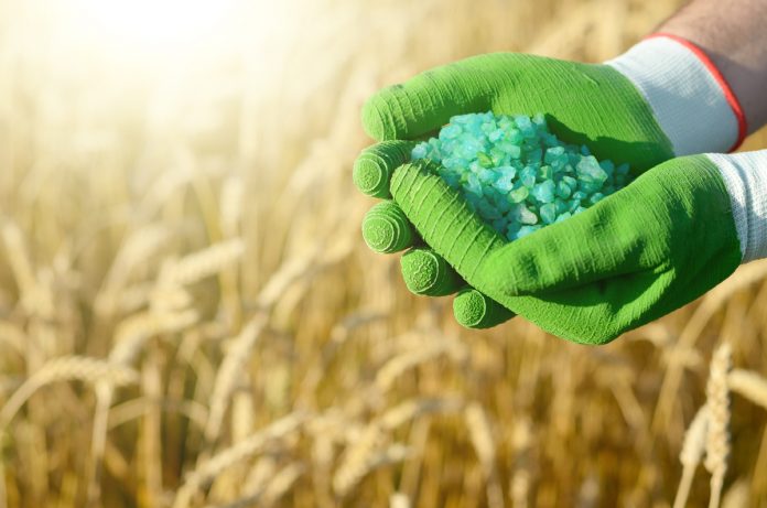 Farmer hold fertilizers in his hands with wheat field at backgro