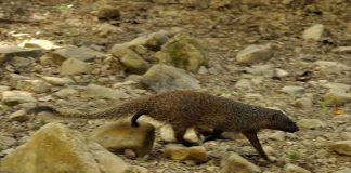 Los meloncillos se unen a lobos y buitres en los ataques al ganado meloncillo