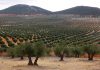 Regantes andaluces reclaman a la Confederación Hidrográfica del Guadalquivir que active la reserva de 50 hectómetros cúbicos olivares