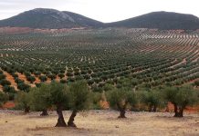 Regantes andaluces reclaman a la Confederación Hidrográfica del Guadalquivir que active la reserva de 50 hectómetros cúbicos olivares