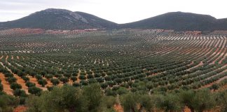 Aseguran que habrá un stock técnicamente cero al inicio de la campaña de producción de aceite de oliva olivares