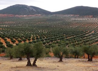 Regantes andaluces reclaman a la Confederación Hidrográfica del Guadalquivir que active la reserva de 50 hectómetros cúbicos olivares