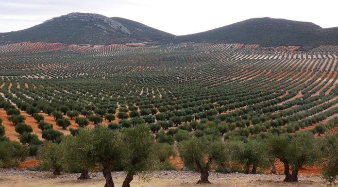 Regantes andaluces reclaman a la Confederación Hidrográfica del Guadalquivir que active la reserva de 50 hectómetros cúbicos olivares