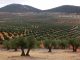 Regantes andaluces reclaman a la Confederación Hidrográfica del Guadalquivir que active la reserva de 50 hectómetros cúbicos olivares