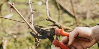 Recomiendan podar con tiempo seco para evitar enfermedades fúngicas de la madera de la vid poda de la viña