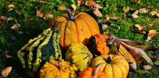La calabaza en España, de la ‘Ruperta’ al auge de Halloween pasando por las recetas tradicionales calabazas