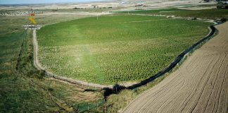 Intervienen 135.000 plantas de marihuana camufladas en una gran finca supuestamente dedicada al cultivo legal de cáñamo