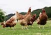 Castilla-La Mancha prohibirá la cría al aire libre de aves de corral por riesgo de gripe aviar gallinas