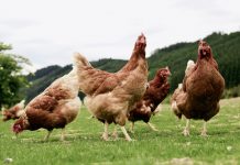 Castilla-La Mancha prohibirá la cría al aire libre de aves de corral por riesgo de gripe aviar gallinas