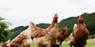 Castilla-La Mancha prohibirá la cría al aire libre de aves de corral por riesgo de gripe aviar gallinas