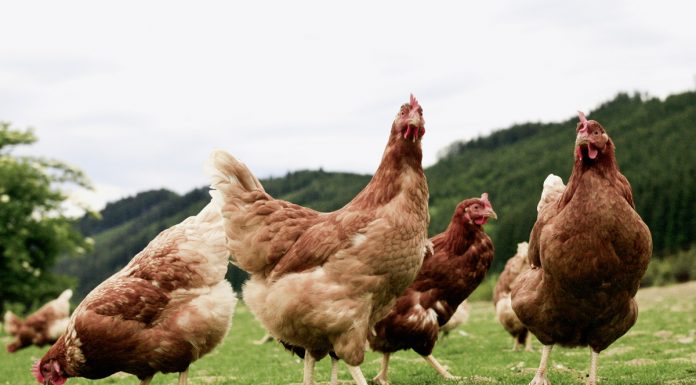 Castilla-La Mancha prohibirá la cría al aire libre de aves de corral por riesgo de gripe aviar gallinas