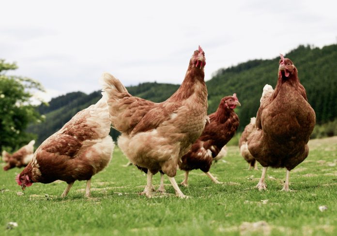 gallinas
