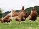 Castilla-La Mancha prohibirá la cría al aire libre de aves de corral por riesgo de gripe aviar gallinas