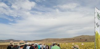 El girasol en secano, alternativa rentable en muchas comarcas de Guadalajara