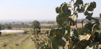 ¿Cuál es el hongo que provoca la principal enfermedad del pistachero en España?