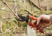 La importancia del control de enfermedades de la madera de la vid en el momento de la poda poda de la viña