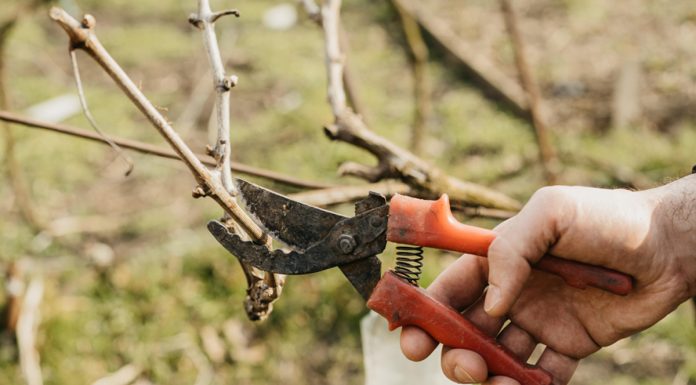 La importancia del control de enfermedades de la madera de la vid en el momento de la poda poda de la viña