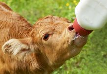 Las ayudas asociadas a vacuno de cebo van de 9,4 a 53,3 euros por animal ternero