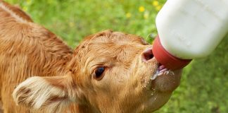 Las ayudas asociadas a vacuno de cebo van de 9,4 a 53,3 euros por animal ternero