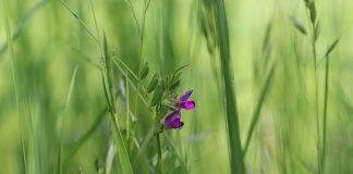 ¿A qué precio ha arrancado la veza forrajera en una importante lonja? veza