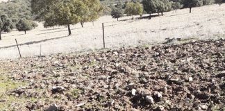 ASAJA Ciudad Real pide medidas urgentes para evitar daños por jabalíes