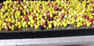 Una gran almazara manchega supera las previsiones iniciales de recogida de aceituna El Progreso