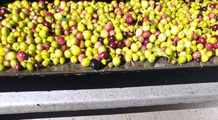 ¿Qué cooperativa de Castilla-La Mancha paga la aceituna acorde a su calidad? El Progreso