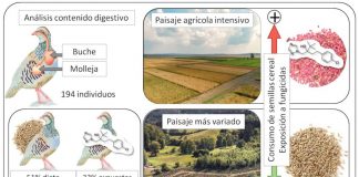 El consumo de semillas tratadas con plaguicidas pone en riesgo la supervivencia de la perdiz roja