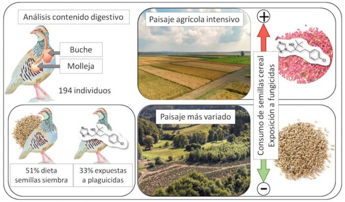 Foto-3_Perdices-fungicidas-1068x626