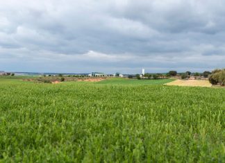 ICPOR consume más de 200.000 toneladas de cereal de proximidad al año