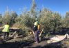 ¿Cómo se calculan los costes de producción en el sector del aceite de oliva? recolección de la aceituna