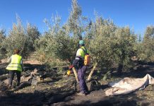 ¿Cómo se calculan los costes de producción en el sector del aceite de oliva? recolección de la aceituna