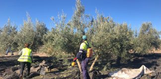 Albergues de temporeros cierran antes que nunca por falta de empleo en el olivar recolección de la aceituna