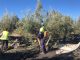 ¿Cómo se calculan los costes de producción en el sector del aceite de oliva? recolección de la aceituna