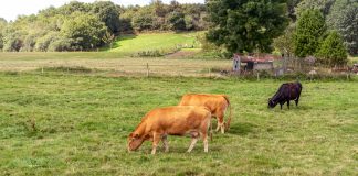 El 84 por ciento de las razas autóctonas ganaderas españolas están en peligro de desaparición vacas