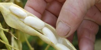 España, Europa y el mundo necesitan más legumbres para consumo humano alubias