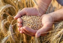 Optimismo por la subida general de los precios de los cereales trigo