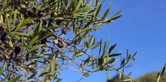 ¿Qué es y cómo afecta la antracnosis o “aceituna jabonosa” al olivo? olivar