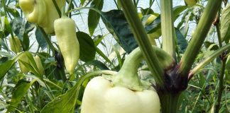 Obtienen sustancias que mejoran la producción de cultivos de forma natural CULTIVO PIMIENTO EN EL CAMPO