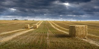 La mala producción de trigo en Francia estabiliza los precios trigo