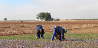 VOX Castilla-La Mancha refuerza su compromiso con el campo y el sector ganadero y agrícola azafrán