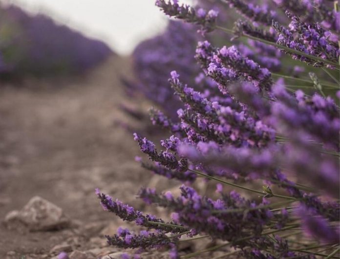 lavanda