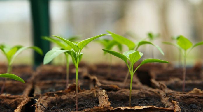 Las nuevas técnicas genómicas avanzan en la agricultura